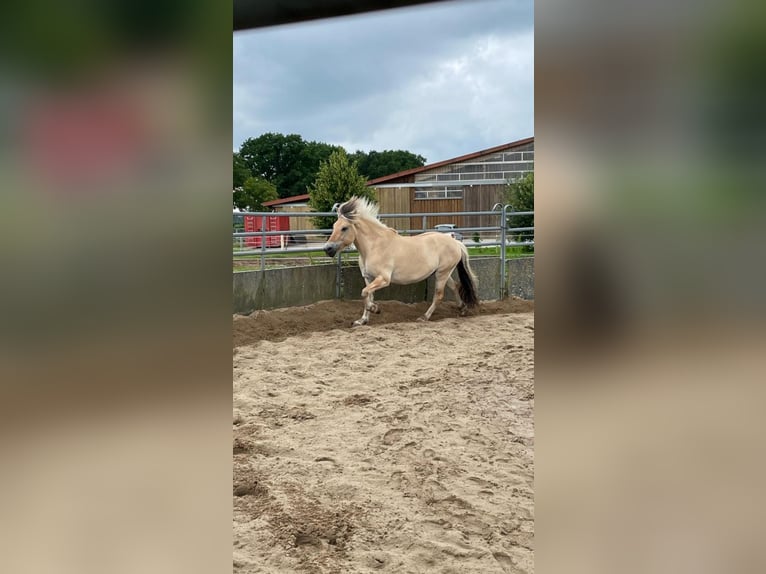 Fjord Horses Gelding 18 years 14,2 hh Dun in Rosengarten