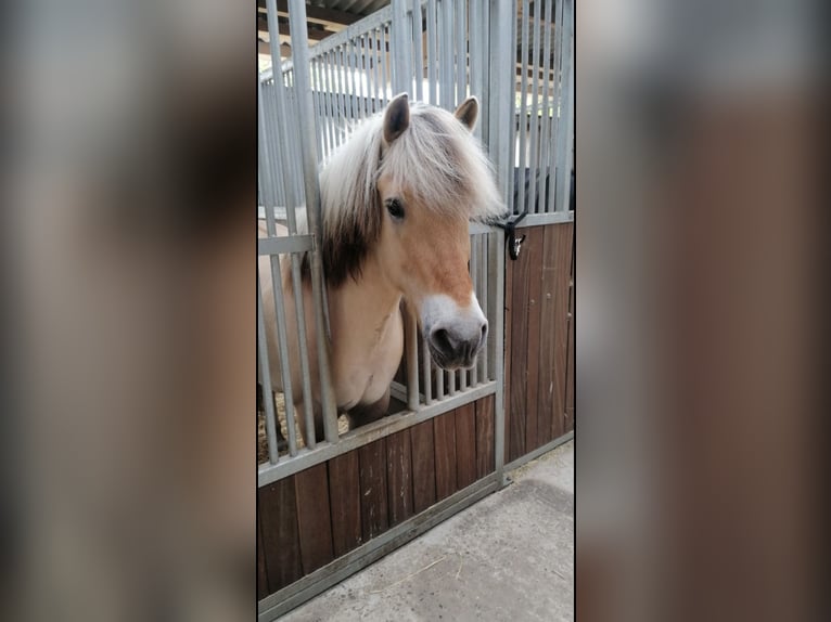 Fjord Horses Gelding 18 years 14,2 hh Dun in Rosengarten