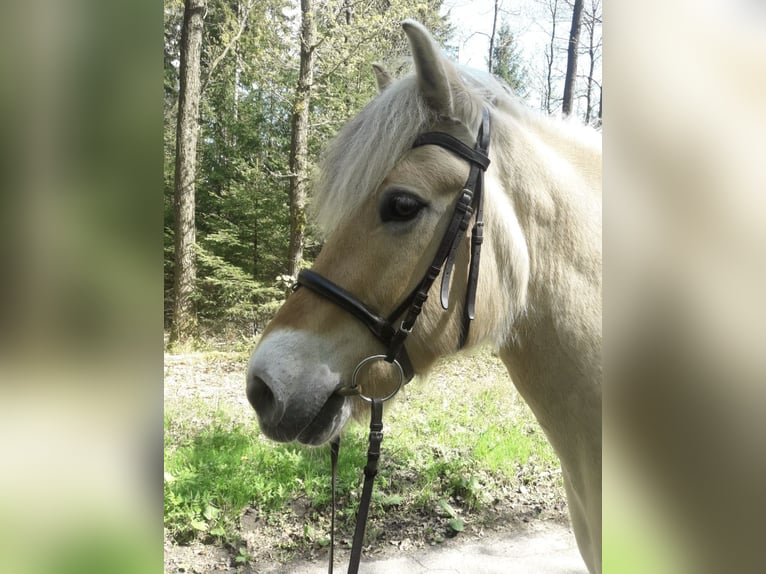 Fjord Horses Gelding 18 years 14,2 hh Dun in Rosengarten