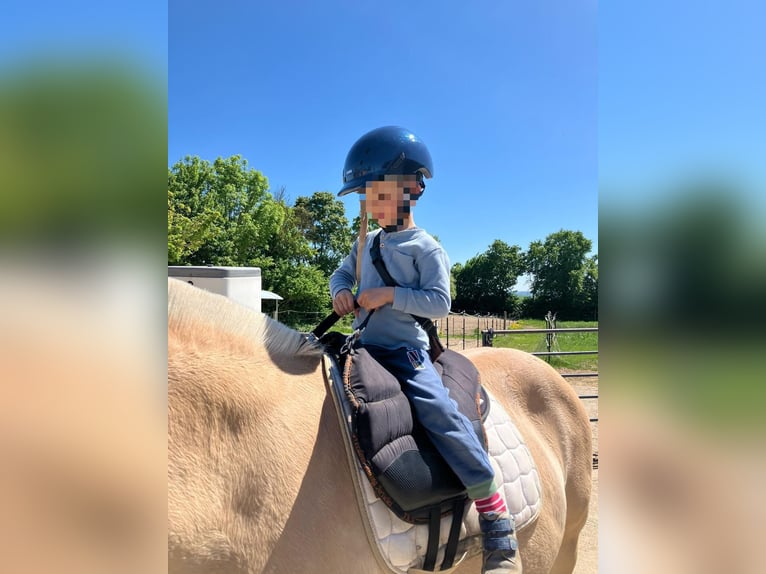 Fjord Horses Gelding 18 years 14 hh Dun in Fritzlar