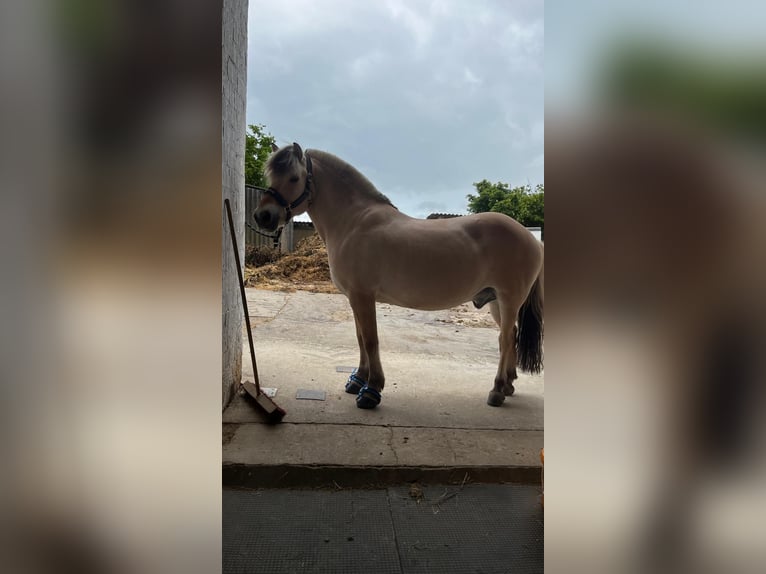 Fjord Horses Gelding 18 years 14 hh Dun in Fritzlar