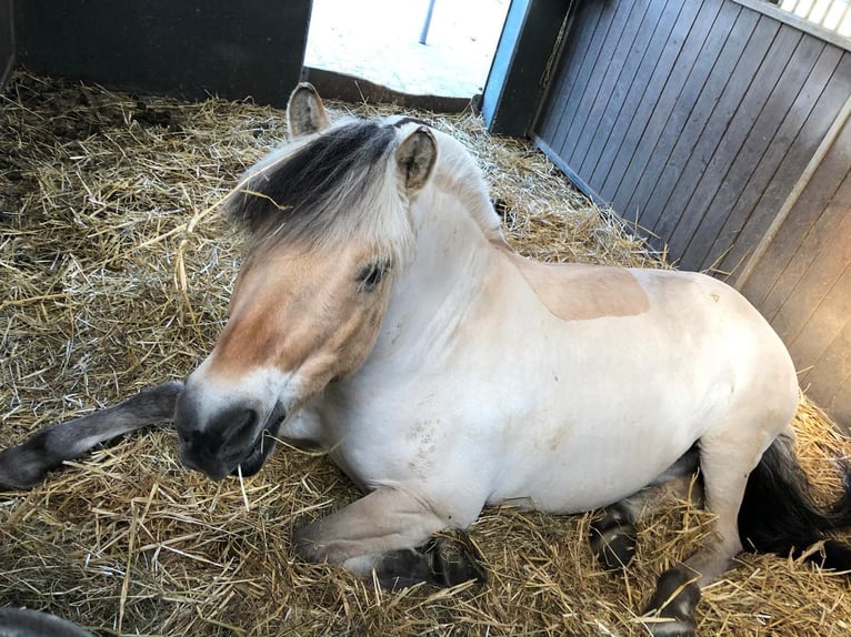 Fjord Horses Gelding 18 years 14 hh Dun in Fritzlar
