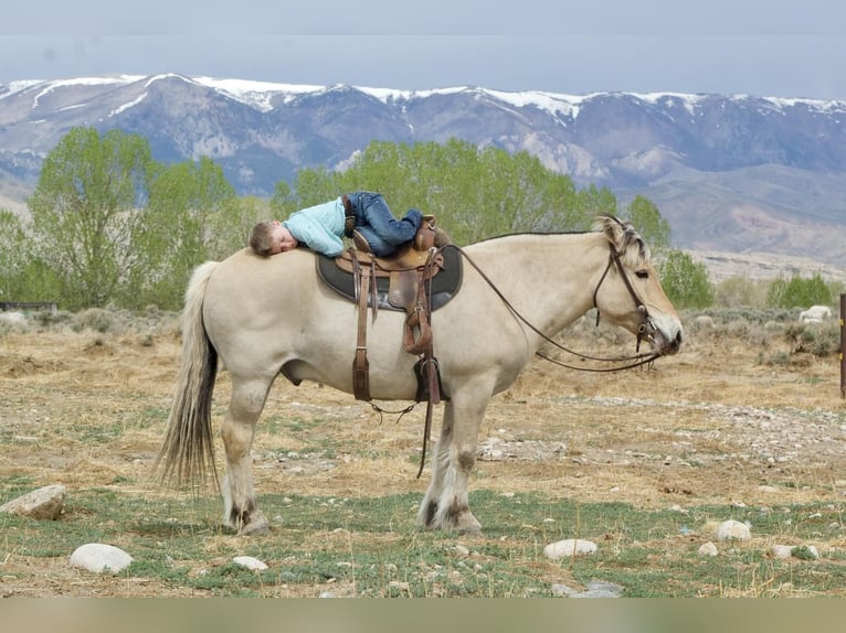 Fjord Horses Gelding 18 years 14 hh Dun in Cody, WY
