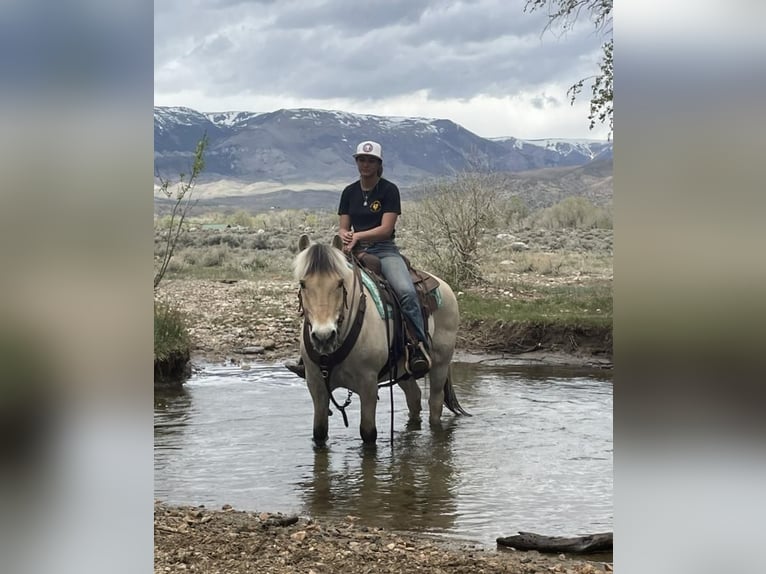 Fjord Horses Gelding 18 years 14 hh Dun in Cody, WY
