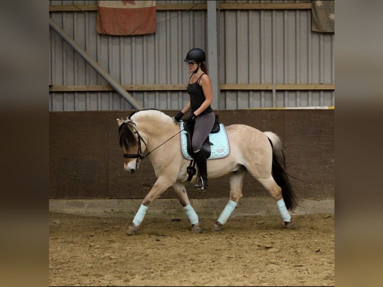 Fjord Horses Gelding 18 years 14,1 hh Dun in Overath