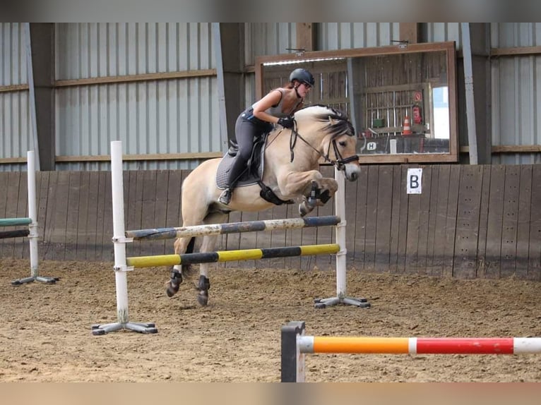 Fjord Horses Gelding 18 years 14,1 hh Dun in Overath