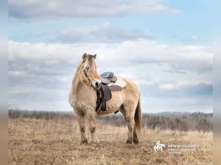 Fjord Horses Gelding 18 years Dun in Corinth