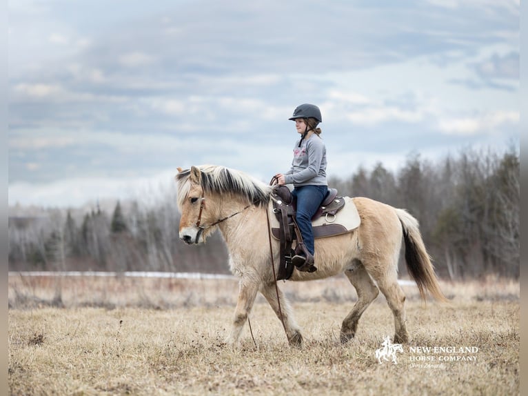 Fjord Horses Gelding 18 years Dun in Corinth