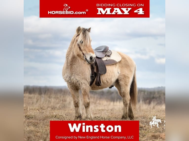 Fjord Horses Gelding 18 years Dun in Corinth