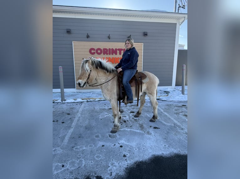 Fjord Horses Gelding 18 years Dun in Corinth