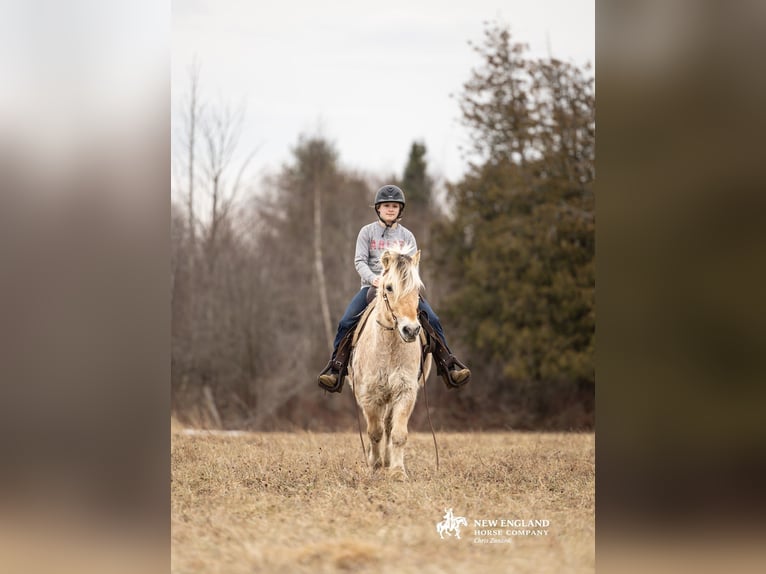 Fjord Horses Gelding 18 years Dun in Corinth