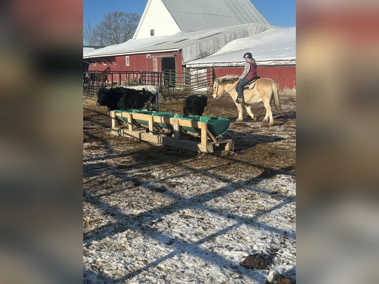 Fjord Horses Gelding 18 years Dun in Corinth