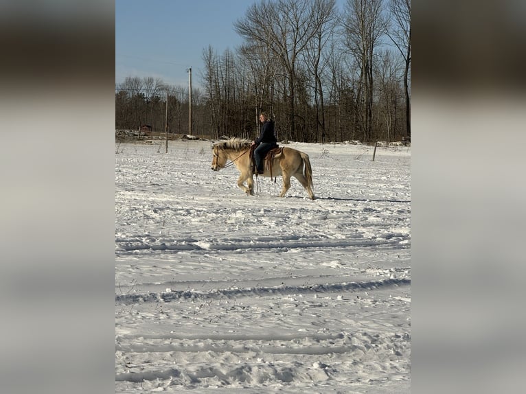 Fjord Horses Gelding 18 years Dun in Corinth