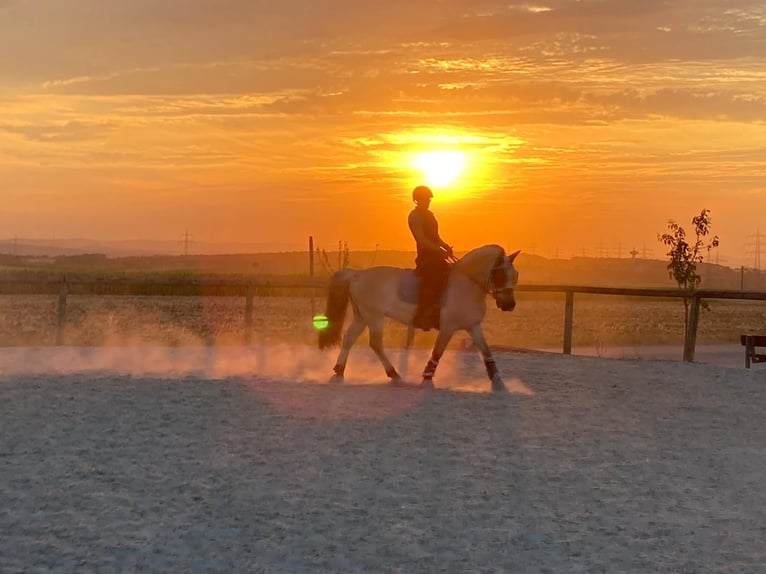 Fjord Horses Gelding 19 years 14,1 hh Dun in Vaihingen an der Enz