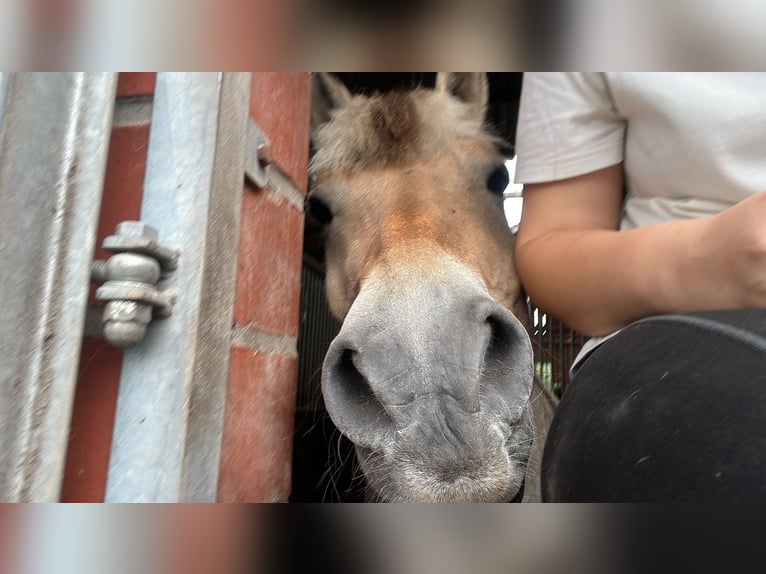 Fjord Horses Gelding 19 years 14,2 hh Dun in Gronau (Westfalen)