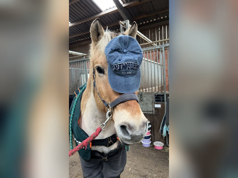 Fjord Horses Gelding 19 years 14,2 hh Dun in Gronau (Westfalen)