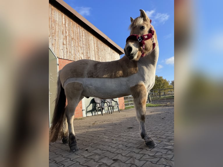 Fjord Horses Gelding 19 years 14,2 hh Dun in Gronau (Westfalen)