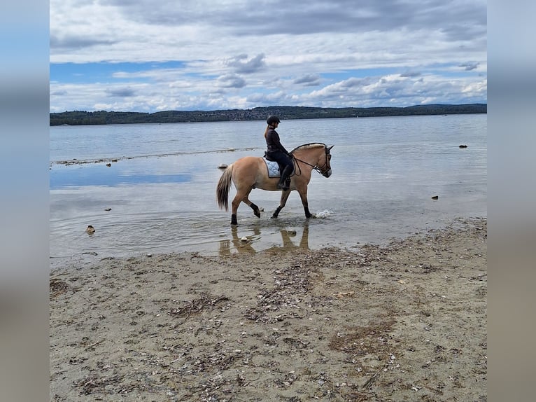 Fjord Horses Gelding 19 years 14,2 hh Dun in Meersburg