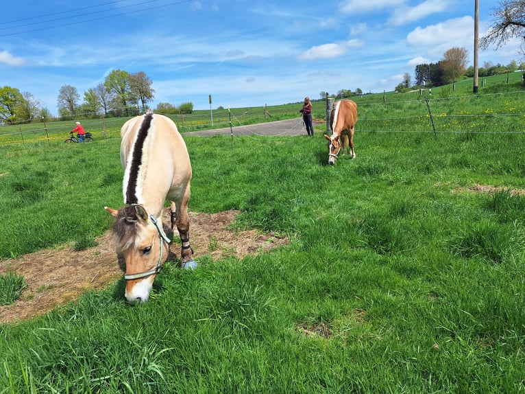 Fjord Horses Gelding 19 years 14,2 hh Dun in Meersburg