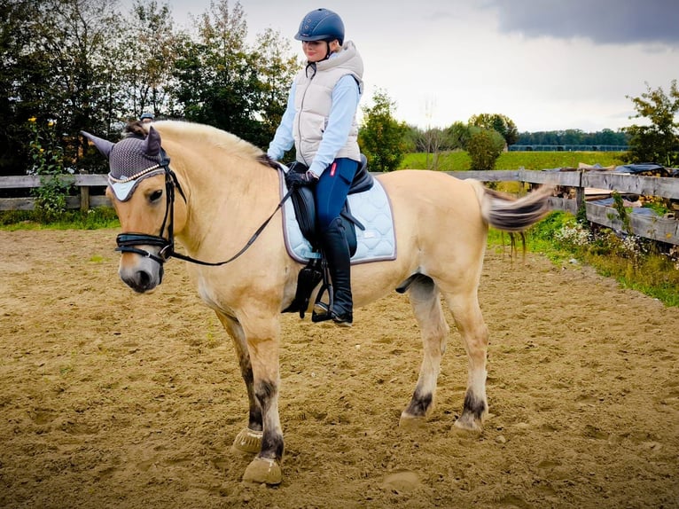 Fjord Horses Gelding 19 years 14,2 hh Dun in Meersburg