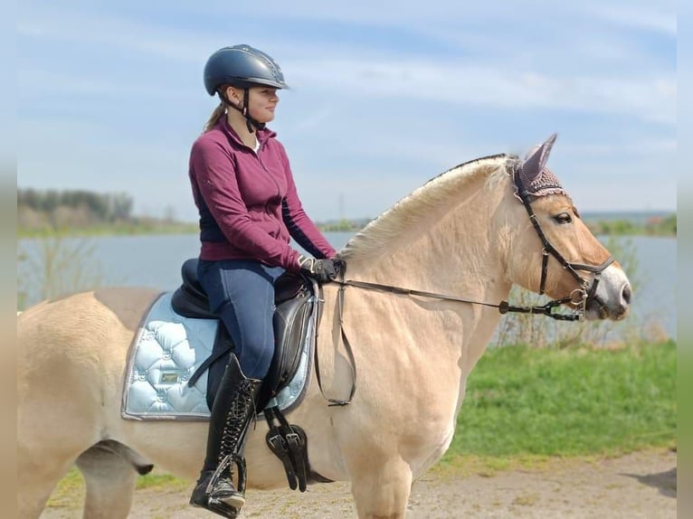 Fjord Horses Gelding 19 years 14,2 hh Dun in Meersburg