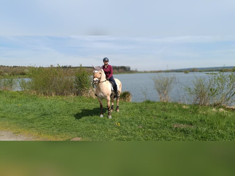 Fjord Horses Gelding 19 years 14,2 hh Dun in Meersburg