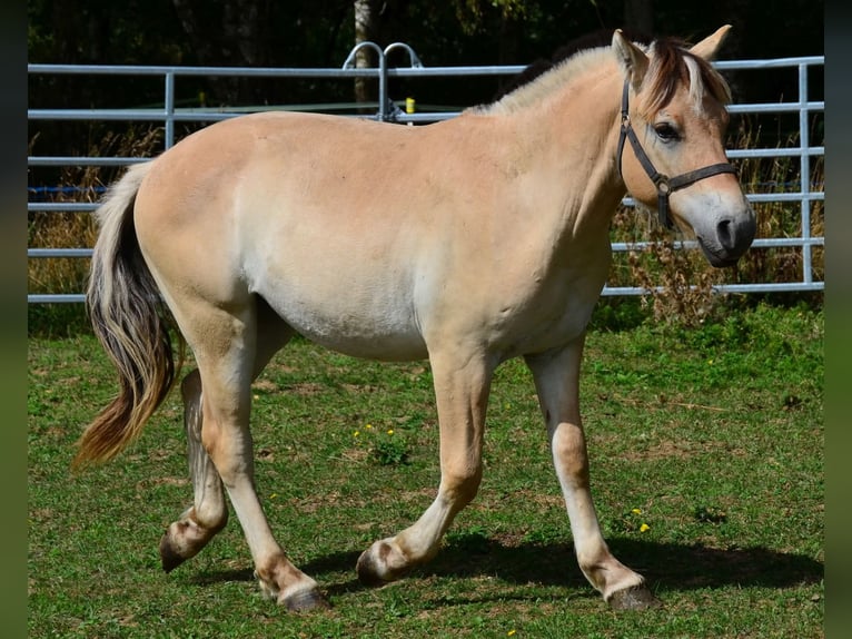 Fjord Horses Gelding 1 year 14.1 hh  in Obertaufkirchen