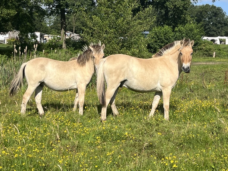 Fjord Horses Gelding 1 year 14.2 hh Dun in Oud Ootmarsum