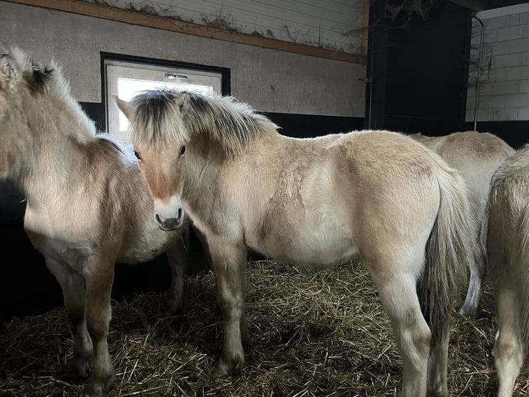 Fjord Horses Gelding 1 year 14.2 hh Dun in Oud Ootmarsum