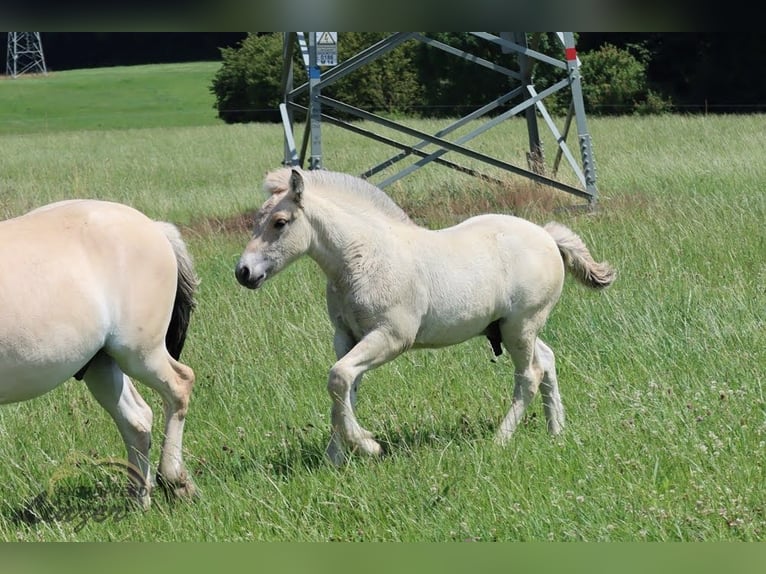Fjord Horses Gelding 1 year 14,1 hh Dun in Remscheid