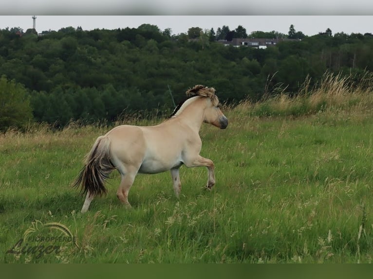 Fjord Horses Gelding 1 year 14,1 hh Dun in Remscheid