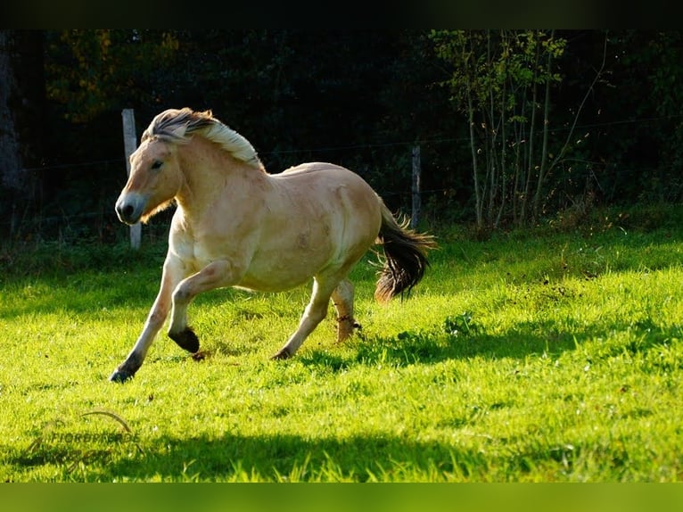 Fjord Horses Gelding 1 year 14,1 hh Dun in Remscheid