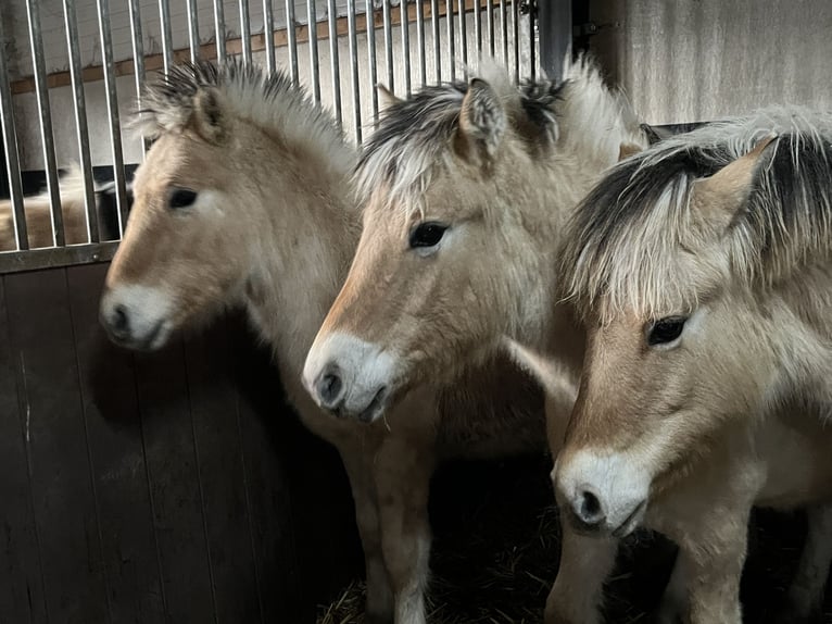 Fjord Horses Gelding 1 year 14,2 hh Dun in Oud Ootmarsum