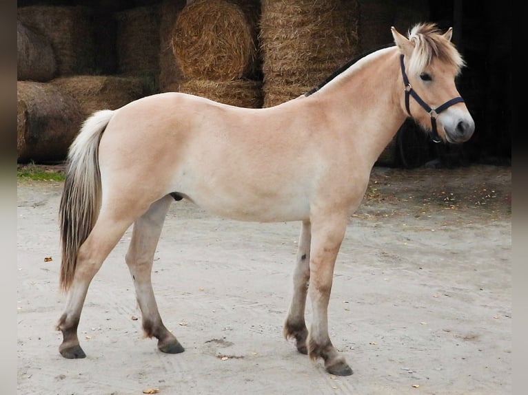 Fjord Horses Gelding 1 year 14,2 hh Red Dun in &#x141;apalice