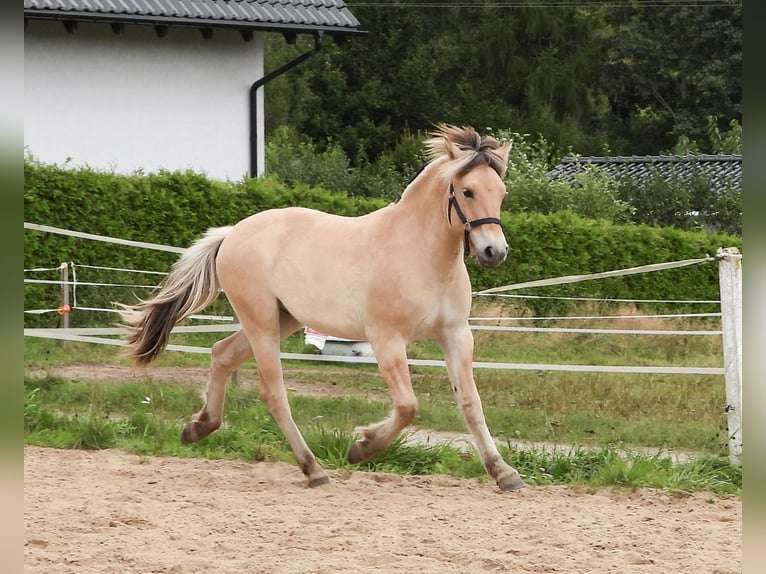 Fjord Horses Gelding 1 year 14,2 hh Red Dun in &#x141;apalice