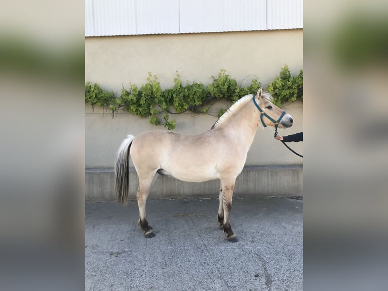 Fjord Horses Gelding 1 year Dun in Sarreguemines