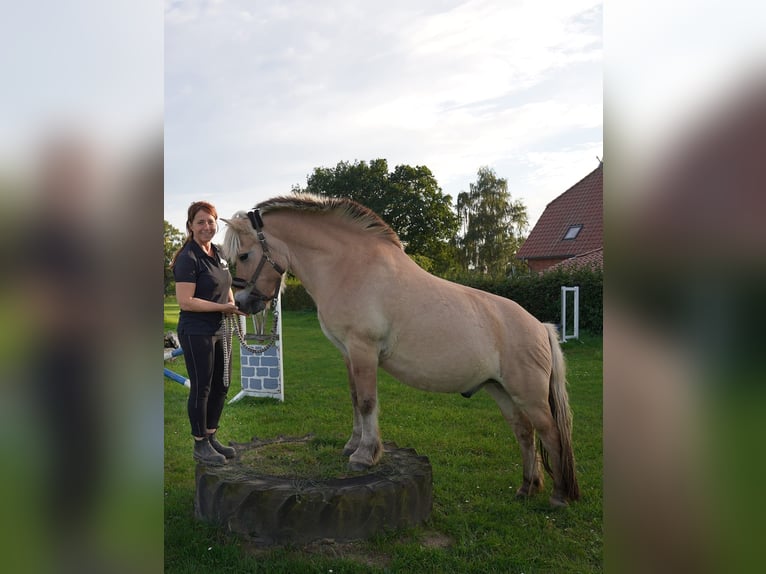 Fjord Horses Gelding 20 years 13,2 hh Dun in Bassum