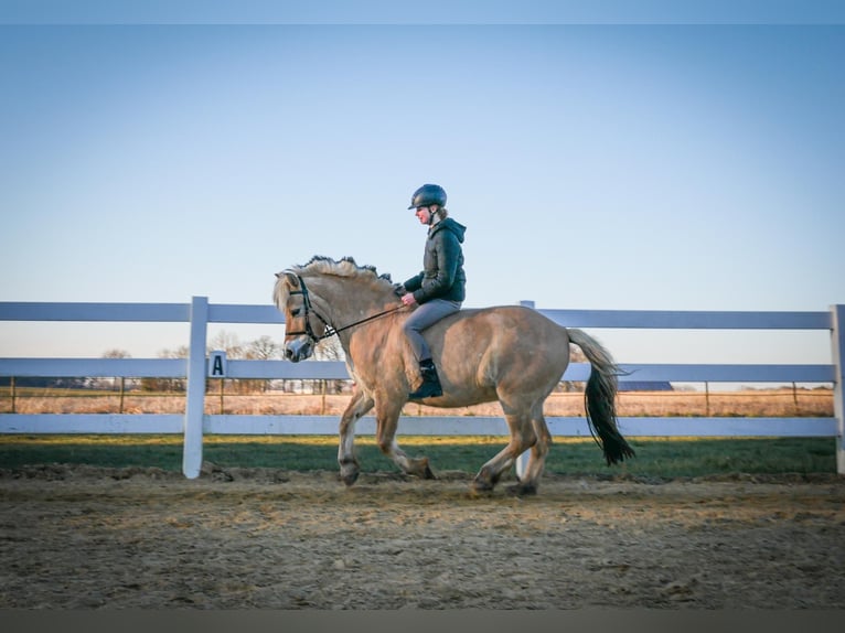 Fjord Horses Gelding 20 years 13,2 hh Dun in Bassum