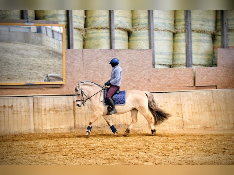 Fjord Horses Gelding 20 years 14,1 hh Dun in Vaihingen an der Enz