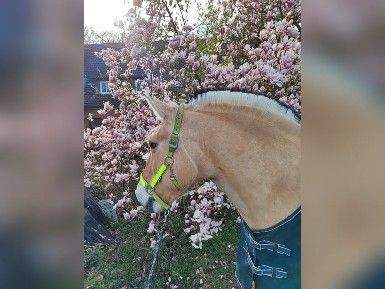Fjord Horses Gelding 21 years 14,2 hh Brown-Light in Barnstorf