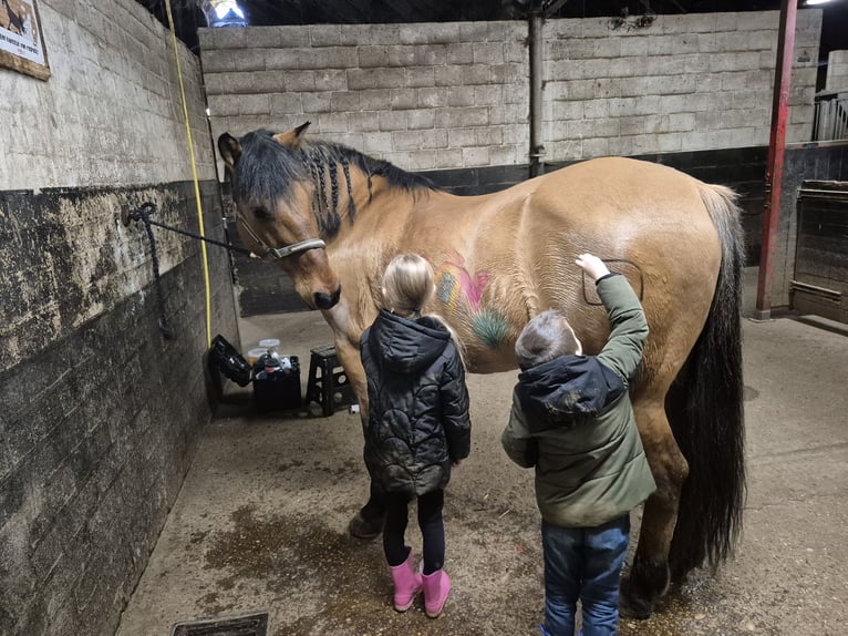 Fjord Horses Mix Gelding 21 years 15,1 hh Brown-Light in Brunssum