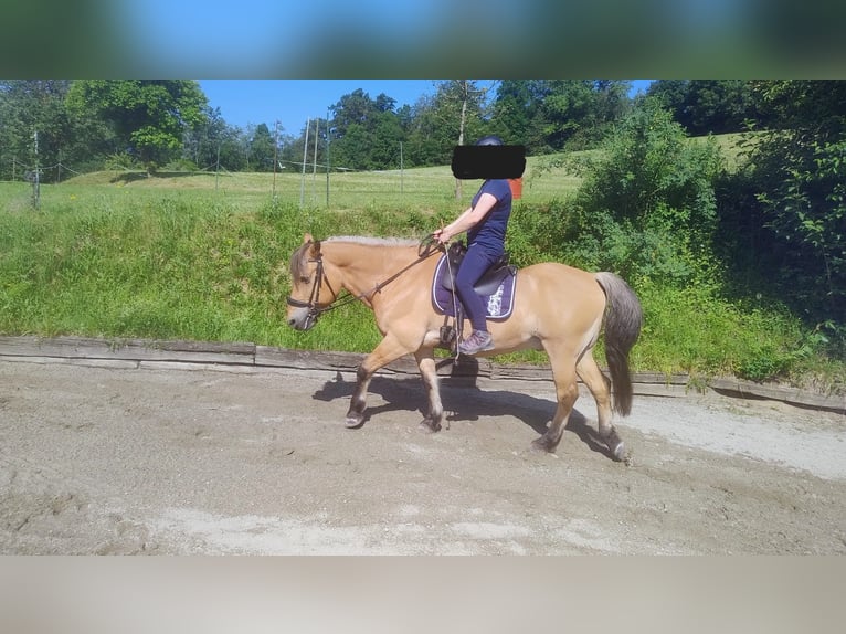 Fjord Horses Mix Gelding 22 years 14,2 hh Dun in Langenstein