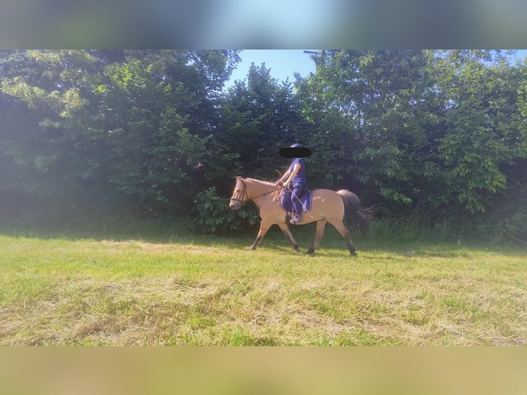 Fjord Horses Mix Gelding 22 years 14,2 hh Dun in Langenstein