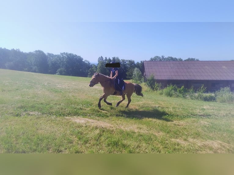 Fjord Horses Mix Gelding 22 years 14,2 hh Dun in Langenstein