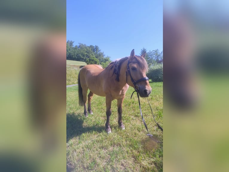 Fjord Horses Mix Gelding 22 years 14,2 hh Dun in Langenstein