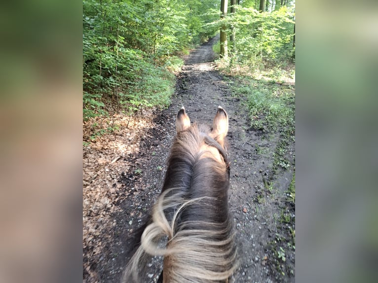 Fjord Horses Mix Gelding 23 years 14,1 hh in Detmold