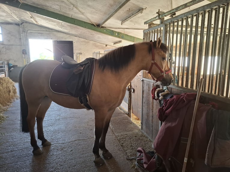 Fjord Horses Mix Gelding 23 years 14,1 hh in Detmold