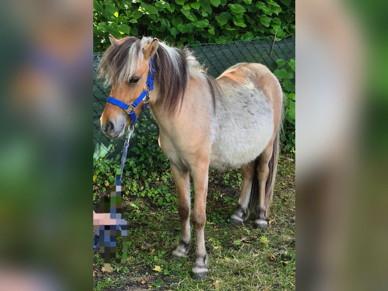Fjord Horses Mix Gelding 2 years 12,1 hh Dun in Gro&#xDF;efehn