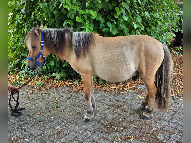 Fjord Horses Mix Gelding 2 years 12,1 hh Dun in Gro&#xDF;efehn