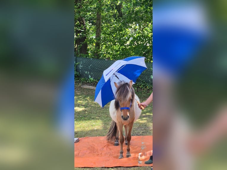 Fjord Horses Mix Gelding 2 years 12,1 hh Dun in Gro&#xDF;efehn